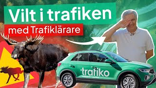 Trafiklärare Förklarar Vilt i Trafiken