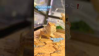 赤ちゃんフトアゴヒゲトカゲのかわいいご飯シーン‼️（熱帯倶楽部東川口本店）