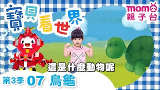 寶貝看世界【07：這是什麼動物呢 – 烏龜】玩玩樂S3｜動動腦發揮想像力｜猜一猜｜學齡幼兒｜兒童節目【親子台｜官方HD】momokids