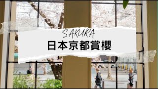 【櫻花】日本京都賞櫻 l 乘船遊覽櫻花隧道 l 円山公園200年樹齡的垂柳櫻2022/04/02 Kyoto Sakura