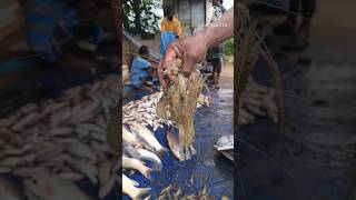 amezhing cast net fishing🐠🐠வீசுவலை மீன்கள் #trending