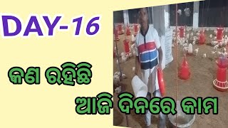 #DAY-16 କୁକୁଡ଼ା ଫାର୍ମରେ ଆଜି କଣ ରହିଛି କାମ । ||What is the work today in the chicken farm. || #poultry