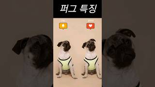 퍼그 특징 #퍼그 #pug #dog #shorts