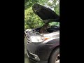 raccoon found hiding under car hood viralhog