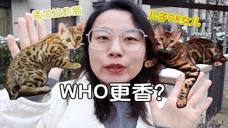 孟加拉豹猫公猫和母猫有什么区别？儿子和女儿，你选谁！