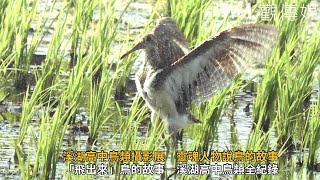 溪湖高中鳥類攝影展　靈魂人物說鳥的故事