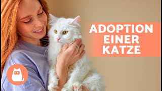 Wie und wo man eine Katze adoptiert 🐱 (Anforderungen, Preis und häufig gestellte Fragen)