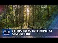 Christmas in tropical Singapore | THE BIG STORY | The Straits Times