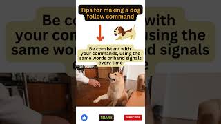 Tips for making a dog follow commands | Happy Dog Life