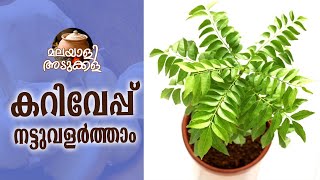 കറിവേപ്പ്  ചെടിച്ചട്ടിയിൽ നട്ടു വളർത്താം..How to grow curry leaves in a pot