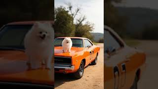 #DreamScreenAI the #dukesOfHazzard but with #pomeranians #cars #automobile #classic #dogshorts #fast