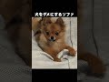 犬をもダメにするソファ、素晴らしい商品です笑 ポメチワ 癒し 子犬