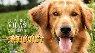 為了與你相遇 一条狗的使命 A Dog's Purpose