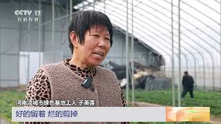 [三农长短说]收获在冬季 河南项城 草莓陆续成熟 控温控湿技术保证品质 | 农业致富经 Agriculture And Farming