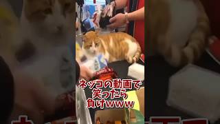 ネッコの動画で笑ったら寝ろｗｗｗ　#2ch #2ch動物スレ #2ch面白いスレ #動物 #犬 #猫 #癒やし #ねこ #2chほのぼの #ネコ