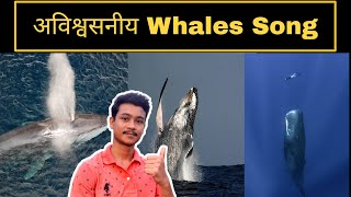 Amazing Song Of Whales In The Sea || The Songs Of Whales|| #shorts #Factvirus
