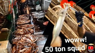 panama extream squid! 50 ton dalam 1 malam! banjir cumi-cumi !!!