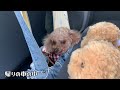 【トイプードル多頭飼い】【感動】母と息子11年ぶりの再会をしました🐶🐶【トイプードル】【toypoodle】