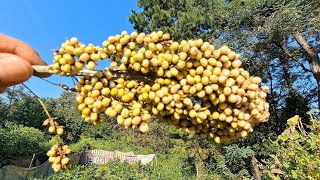 수수뿌리.절대버리지마세요~이것을먹고,암이사라지고~빈혈이없어진다~이 식물/건강정보 HERBS