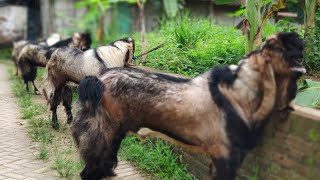 GELAR PEJANTAN KAMBING JERABANG SUPER