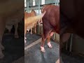 biggest red holstein friesian cow in bd iconic cow heavyweight giant bull