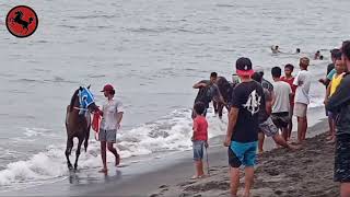 Balap kuda di pantai meninting😱