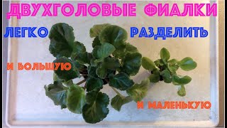 ДВУХГОЛОВЫЕ ФИАЛКИ разделить легко - и большую и маленькую!