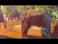 ഇനി ആന ഇടഞ്ഞാൽ ഉടമ നഷ്ടപരിഹാരം നൽകണം elephant attack kerala thechikottukavu ramachandran