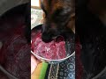 シェパード　さくら　犬ごはん　生肉食　 鹿肉　 しんたま