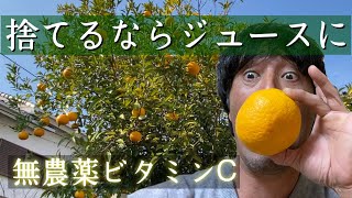 捨てたらダメ！【みかん（柑橘類）の剪定】後に処分🙅‍♂️ダメダメ美味しいから🍊