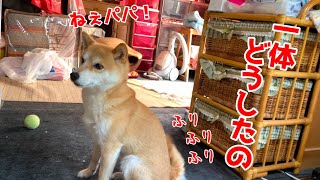 帰宅するとテレビの前で尻尾全開の柴犬がいました shiba inu