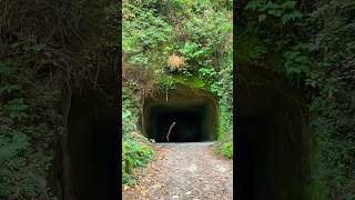 Ancestors Crafted Tunnel #shorts #nature #travel #trending #video #tunnel #music #ancestors #foryou