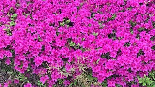 royal azalea (blossom), rhododendron ชวนชม (ดอก) โรโดเดนดรอน