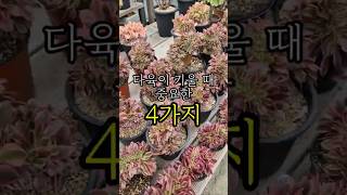 다육이 키울 때 중요한 4가지  #다육이들 #다육 #좋아요 #다육화분 #구독 #succulent #다육식물 #알고리즘