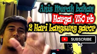 Tepat 2 Hari Pembelian Burung Anis Merah || Intinya Disini Burung bahan harus dikondisikan dulu om.