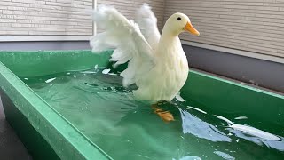 不揃いなコールダックの翼（換羽中）Duck molting