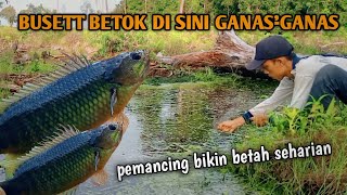 Ternyata sungai kecil ini di penuhi ikan betok lokasi jalan Garuda spf ❗joran pancing