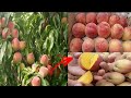 Amazing Peach Farming & . Awesome  Peach Processing Line | Peach cultivation pakistan Swat faram