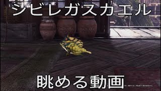 観察記録04:シビレガスカエルを眺める動画【MHW】