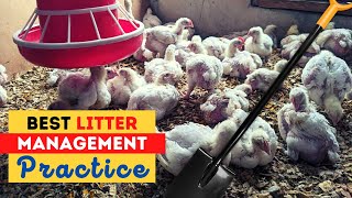 Perfect Time to Change Chicken Coop Bedding | Chicken Litter Management