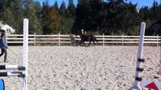 4 y/o Dark Bay Warmblood mare FOR SALE