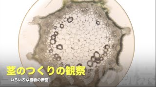 茎のつくりの観察　いろいろな植物の断面