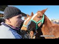 НАМАНГАН БЕКАБОД ОТ БОЗОРИДА ТОЙ НАРХЛАРИ 25.11.2023. ot bozori bekabod.horsemarketin.