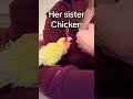 sweet lovebird vs biting lovebird funny floof edition parrot lovebirds cuteanimals