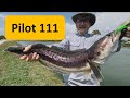 Lure Fishing for Giant Snakehead, Fishing in Thailand Bangkok at Pilot 111