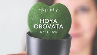 How to care for Hoya Obovata
