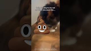 Cat urination and defecation #catfunny #funnyshorts #funny #catvideos #funnyvideo