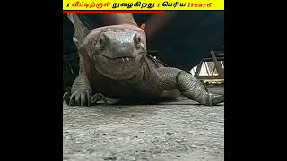 1 வீட்டிற்குள் நுழைகிறது 1 பெரிய lizard #shorts