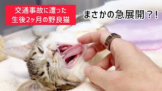 【交通事故に遭った生後2ヶ月の野良猫】まさかの急展開？！　#保護猫