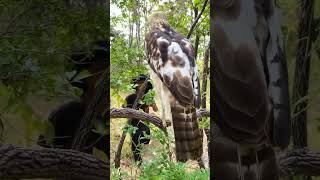 While Saw Eagle A Young Man Walks Into Play With It part 01. #alexvsamerica #fourkidsandit #birds